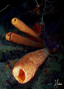 This image was taken during a dive trip to Roatan... The ... by Steven Anderson 